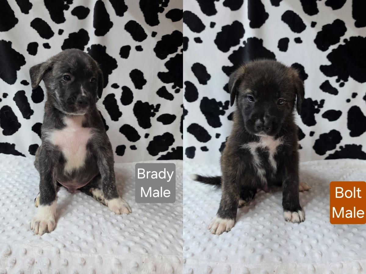 Enlarge The Gold Medal Litter, a ADOPTABLE mixed breed in Atlanta, GA image 5/5