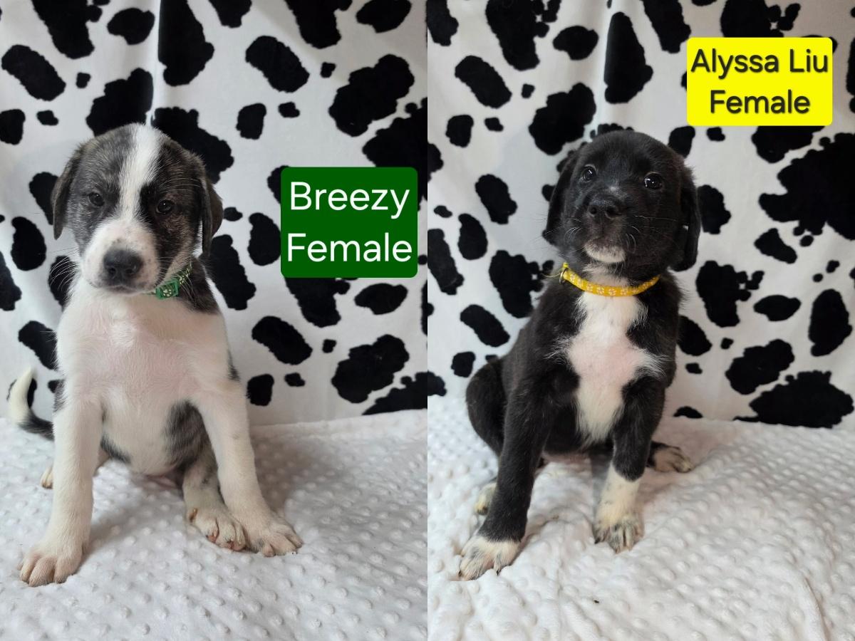 Enlarge The Gold Medal Litter, a ADOPTABLE mixed breed in Atlanta, GA image 4/5