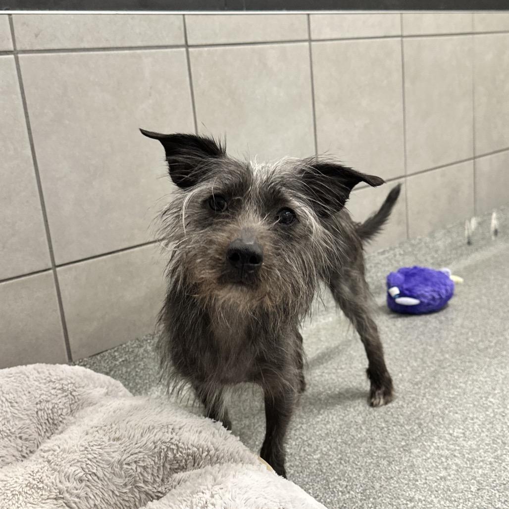 Taz, Adoptable, Adult Male Mixed Breed.