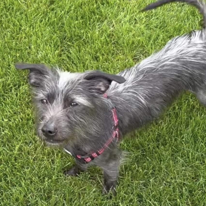 Enlarge Taz, a Adoptable Mixed Breed in Hinsdale, IL image 3/6