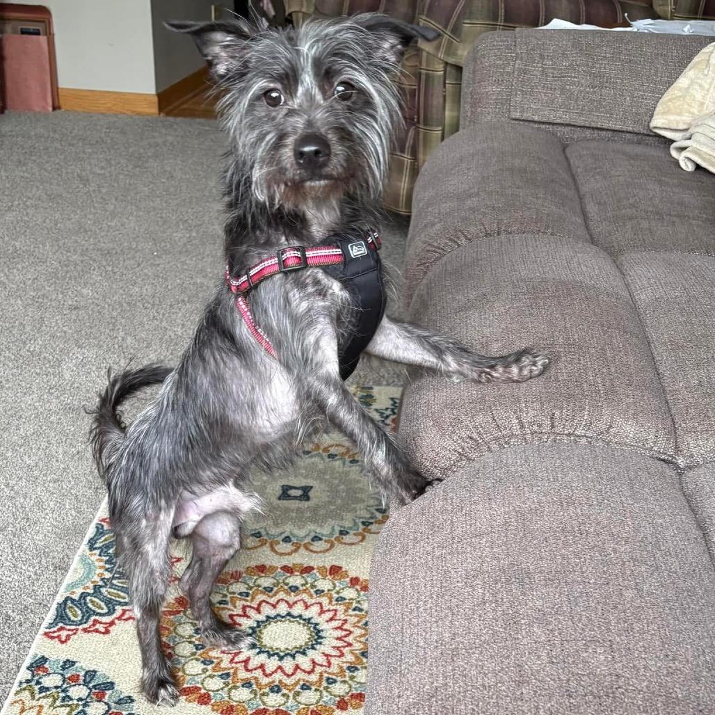 Enlarge Taz, a Adoptable Mixed Breed in Hinsdale, IL image 4/6