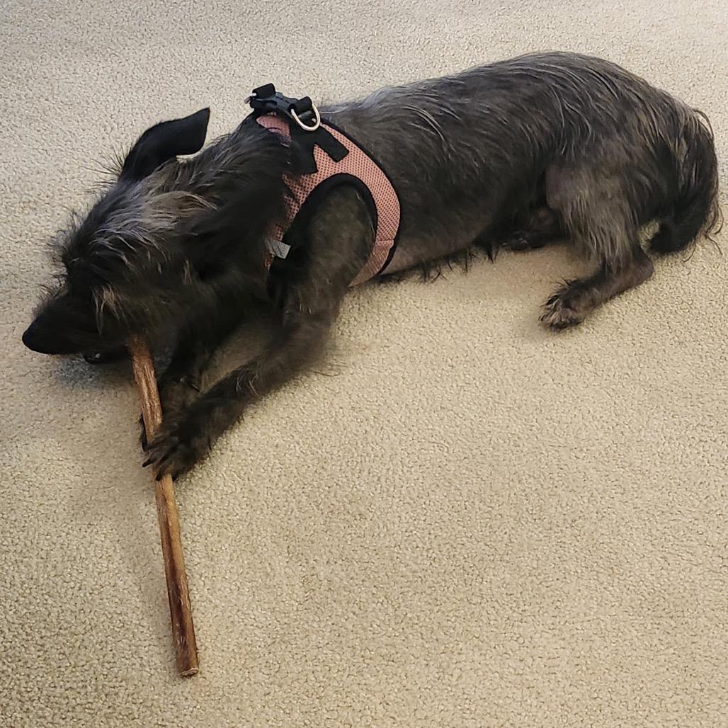 Enlarge Taz, a Adoptable Mixed Breed in Hinsdale, IL image 5/6