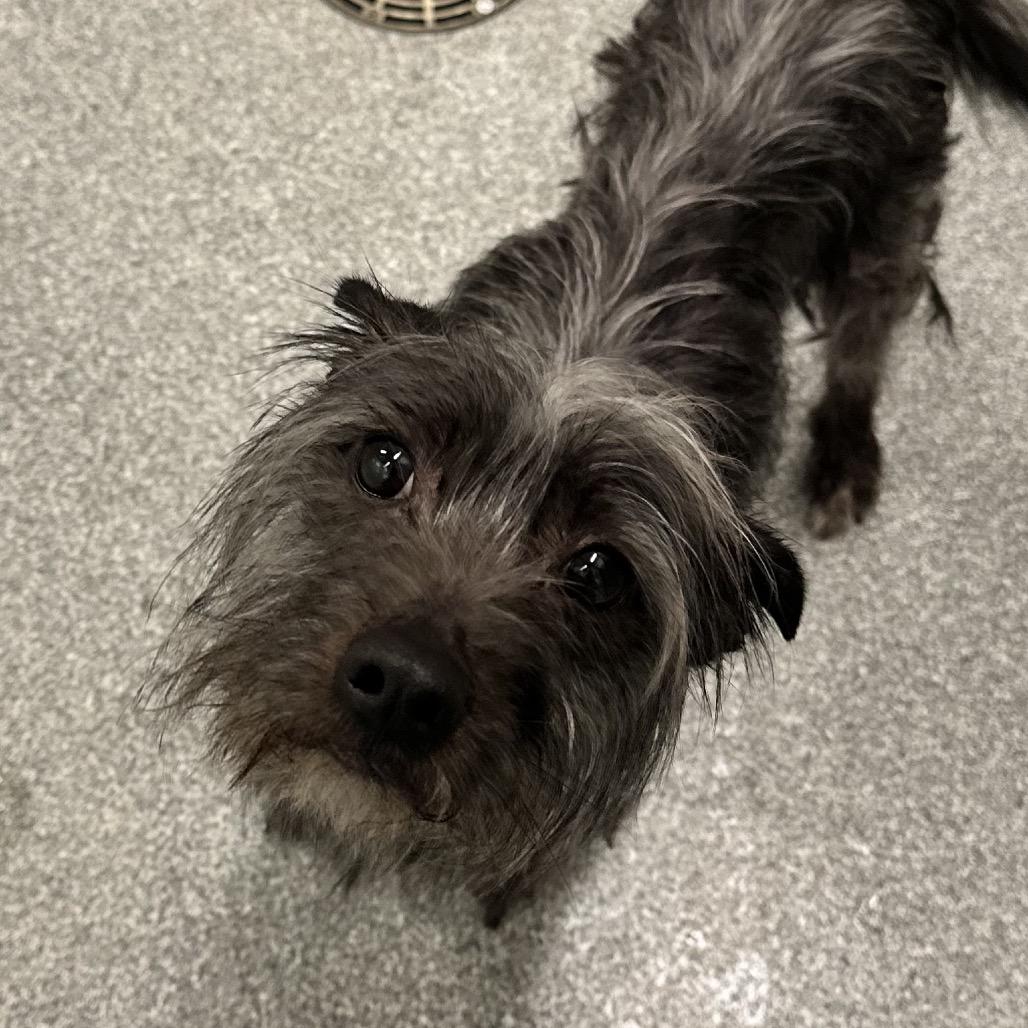 Enlarge Taz, a Adoptable Mixed Breed in Hinsdale, IL image 6/6