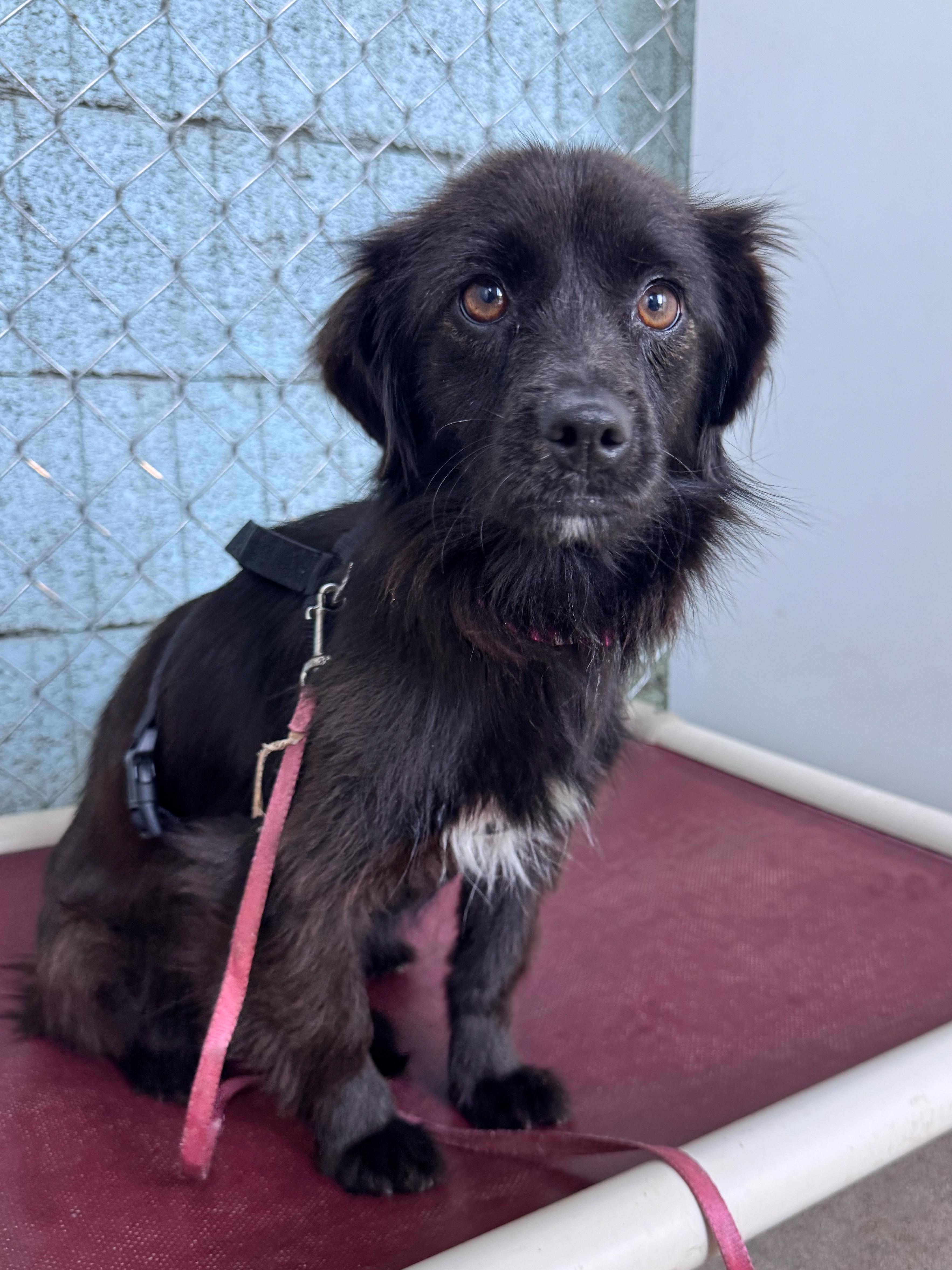 DAISY , a Adoptable mixed breed in Fresno, CA image 3/4