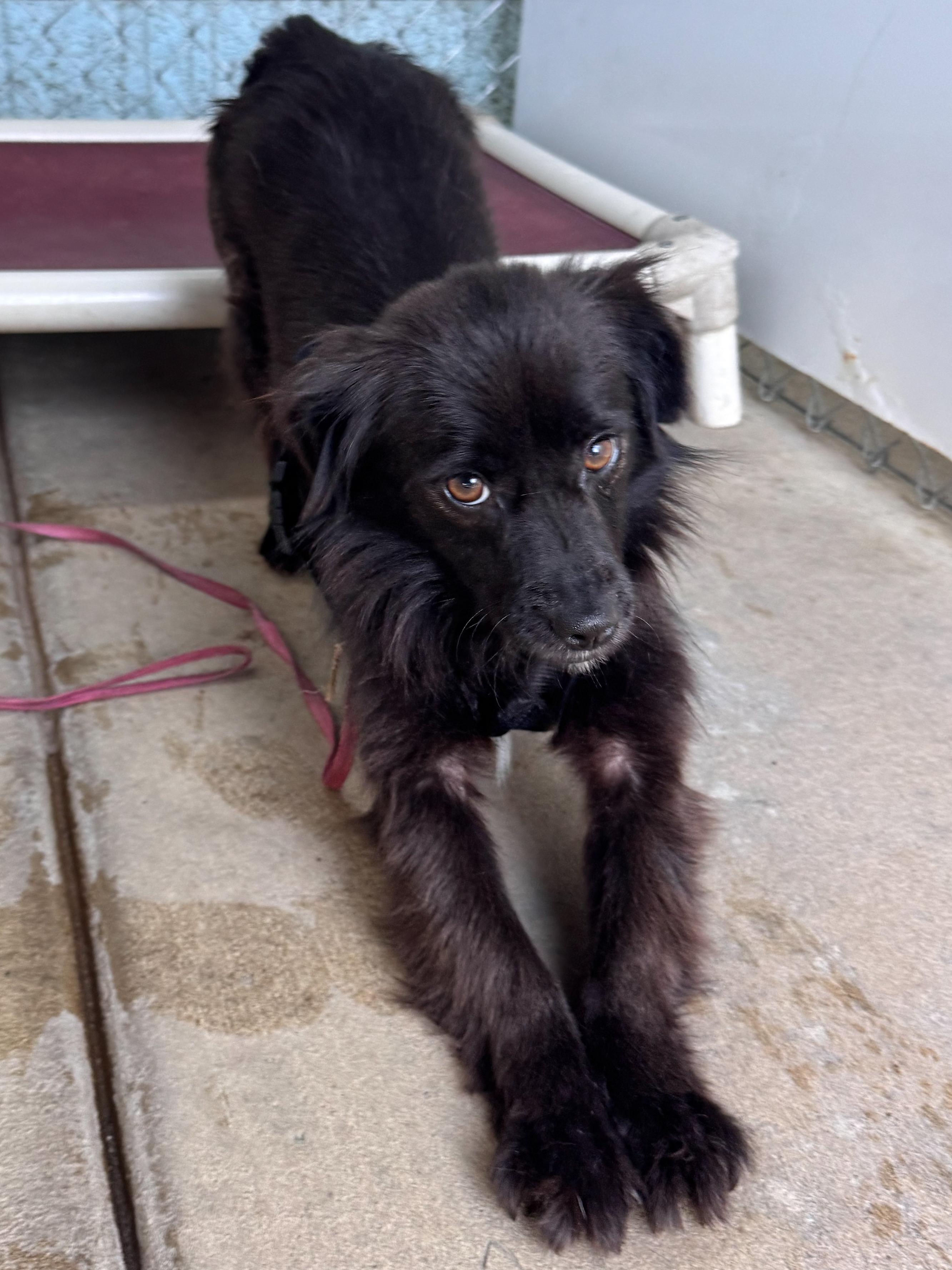 DAISY , a Adoptable mixed breed in Fresno, CA image 2/4
