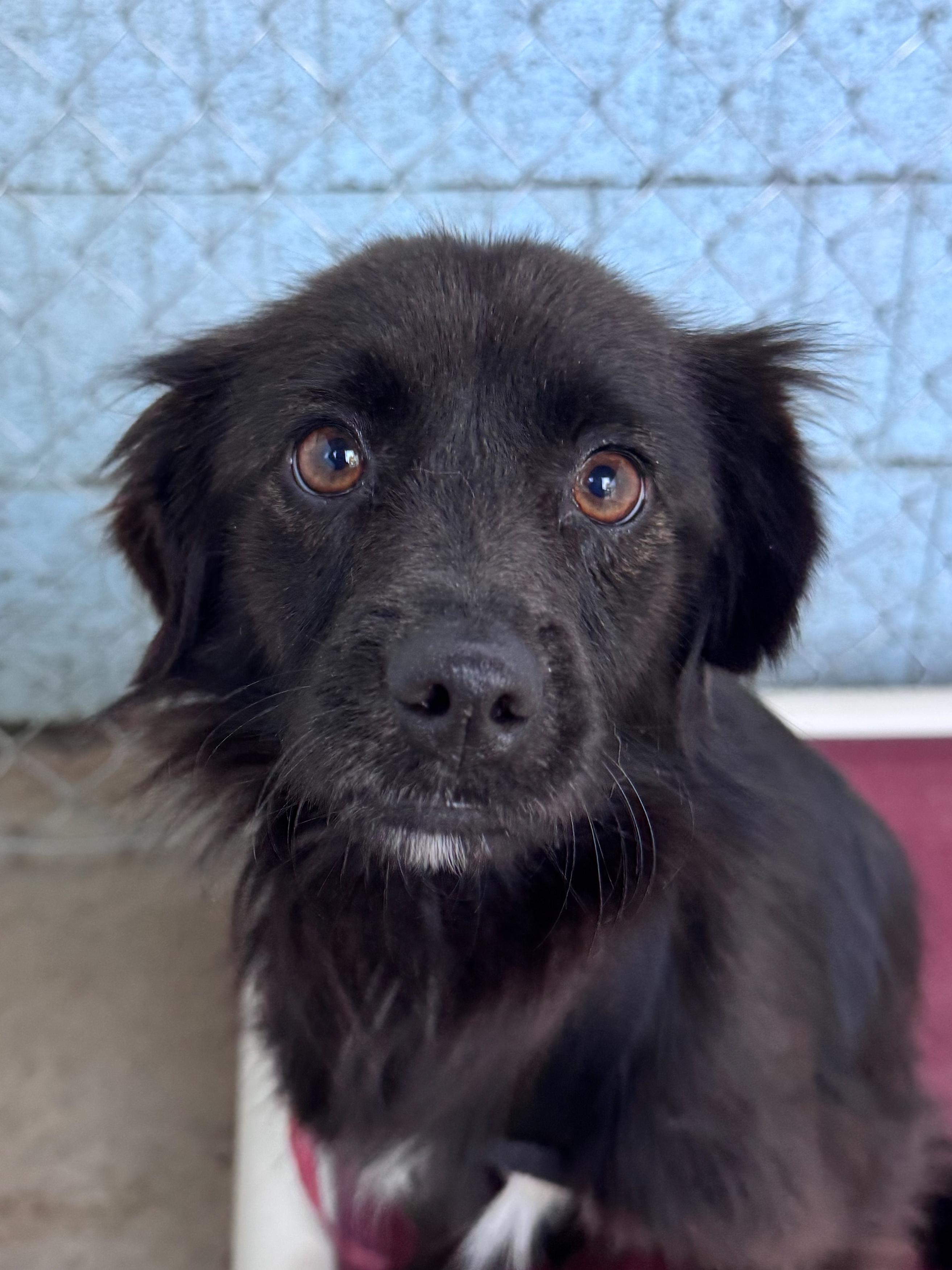 DAISY , Adoptable, Adult Female Terrier.