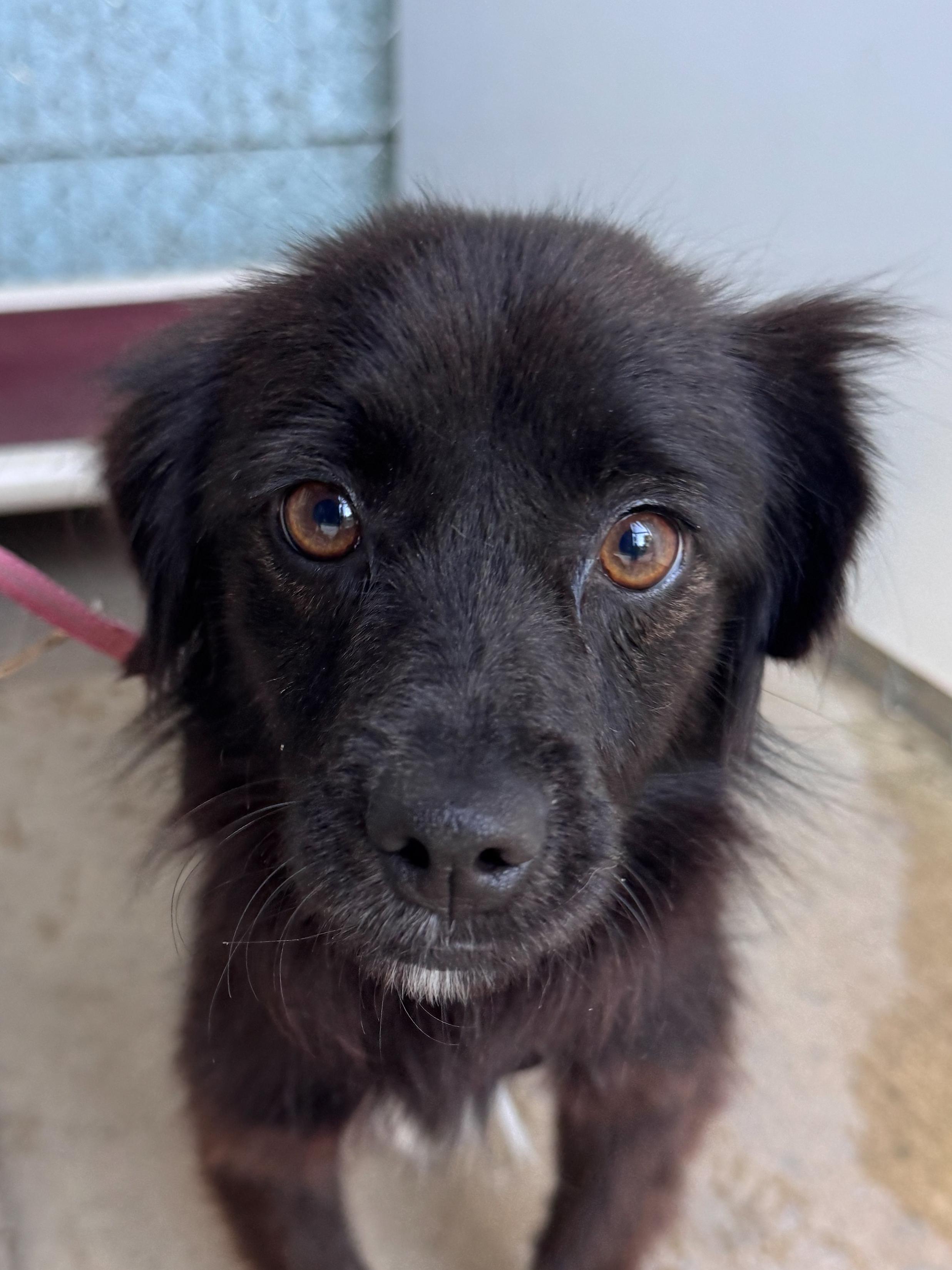 DAISY , a Adoptable mixed breed in Fresno, CA image 4/4