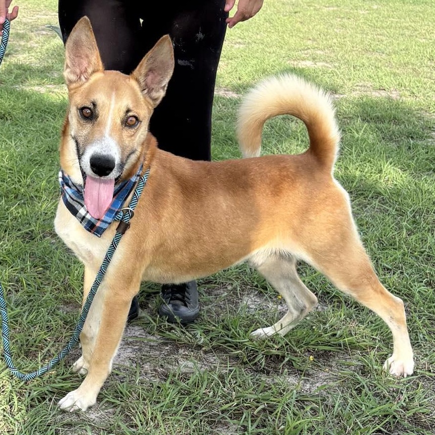 Flako — thumbnail 2