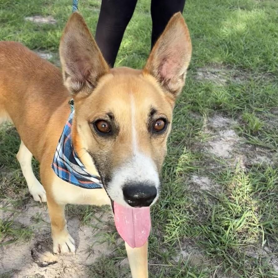 Flako — thumbnail 3