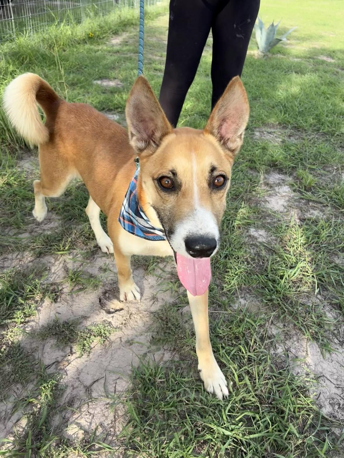 Flako, an adoptable Husky in BUTTE, MT, 59701 | Photo Image 5