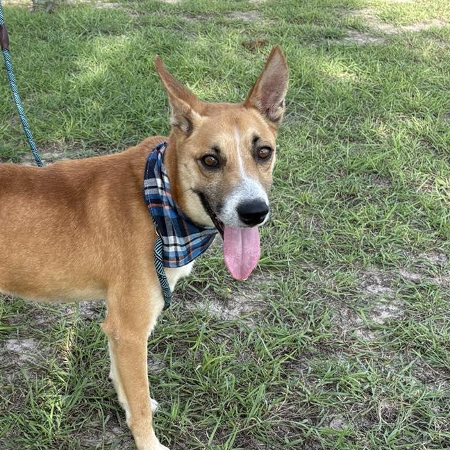 Flako — thumbnail 4