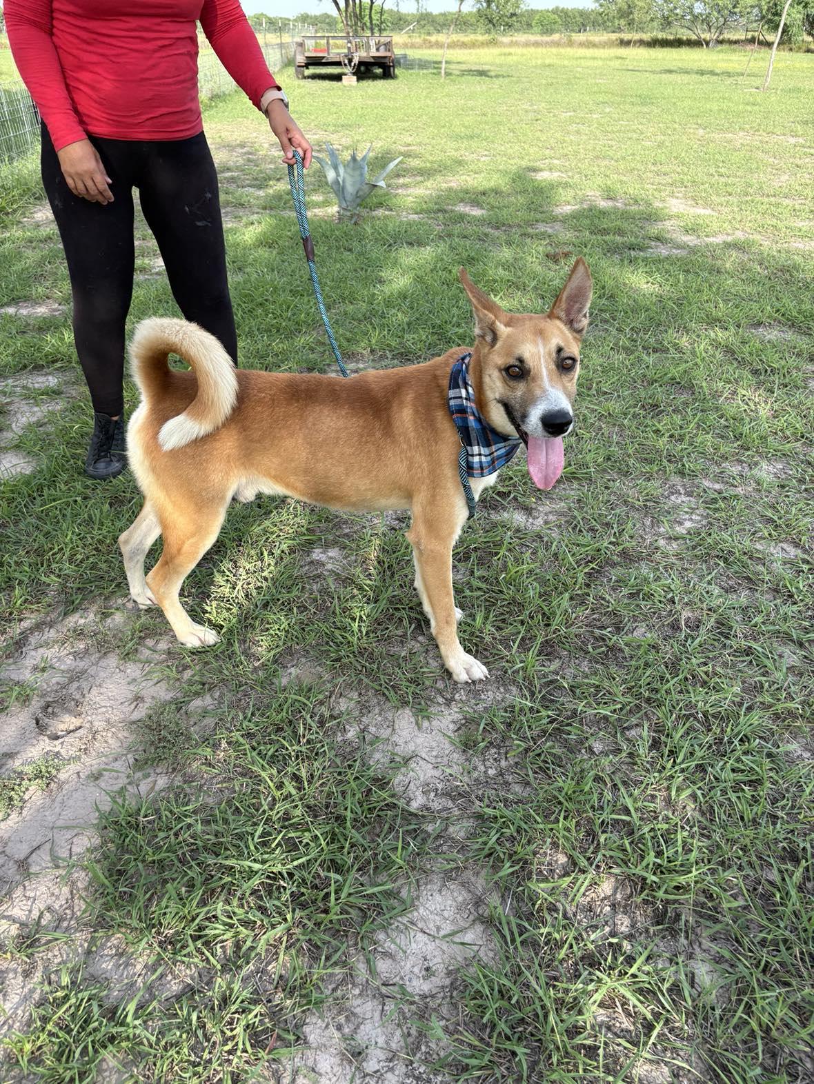 Flako, an adoptable Husky in BUTTE, MT, 59701 | Photo Image 4