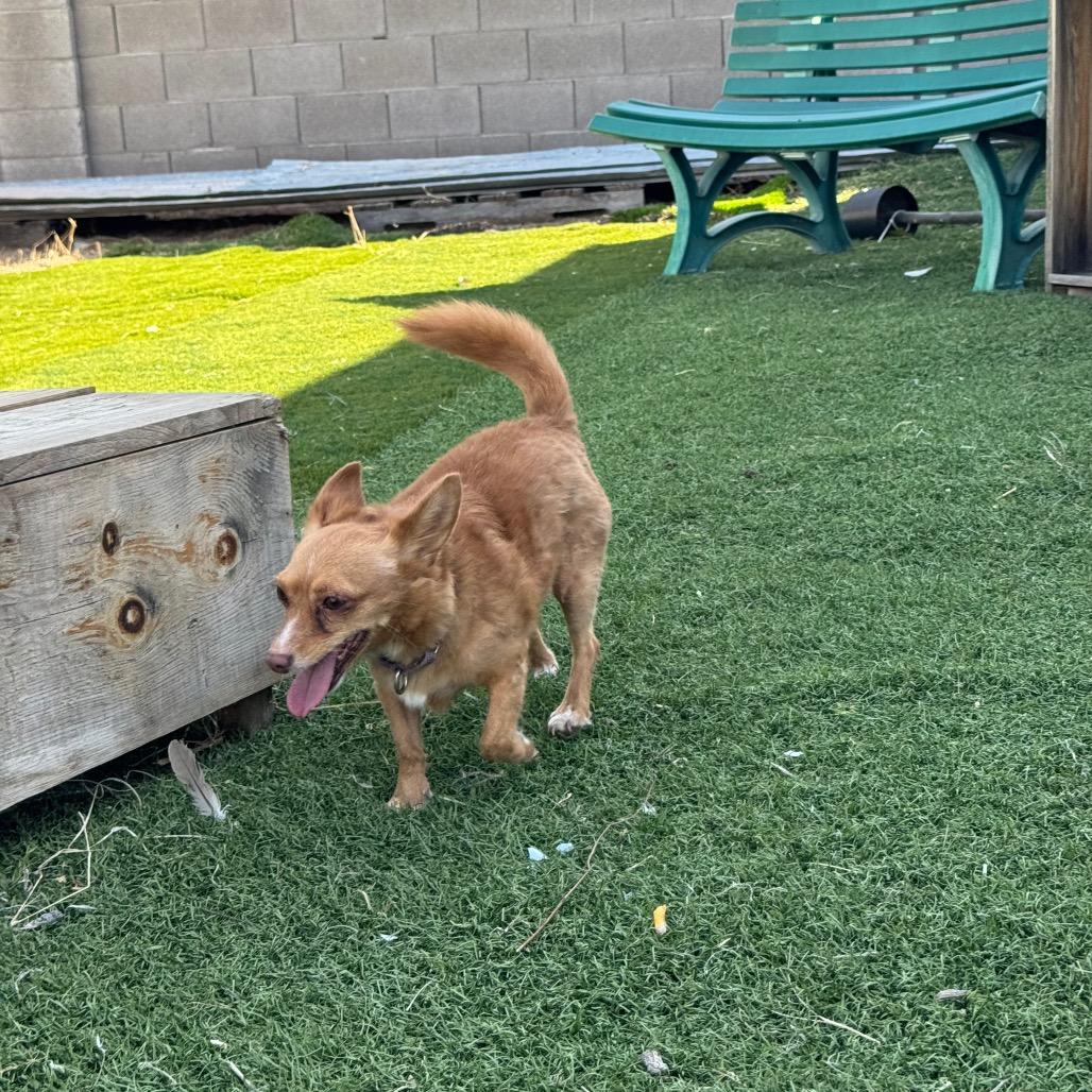 Fonzie, Adoptable, Adult Male Chihuahua.