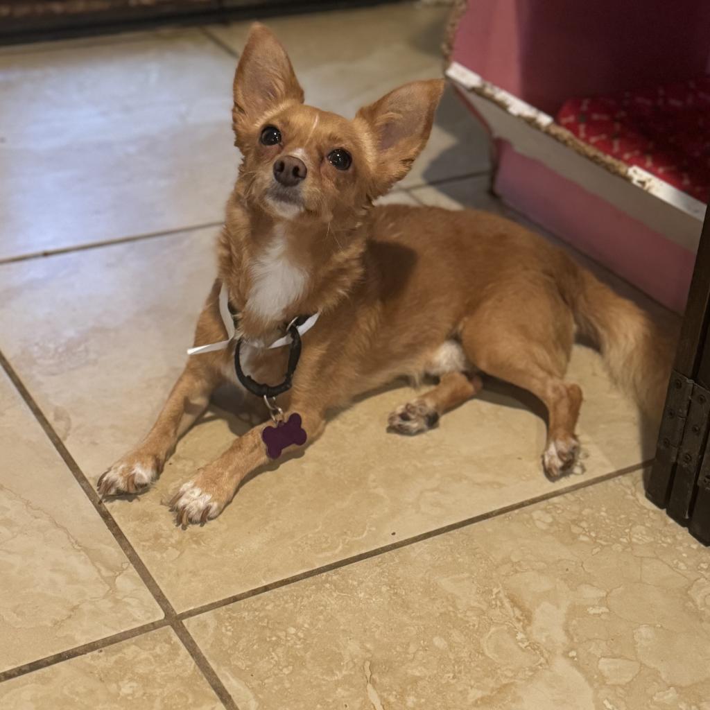 Fonzie, Adoptable, Adult Male Chihuahua.