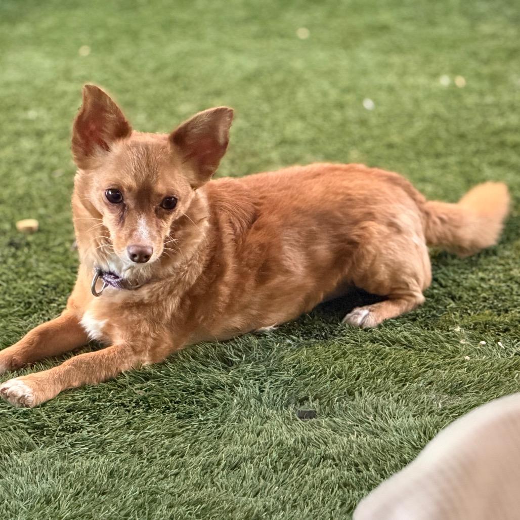 Enlarge Fonzie, a Adoptable mixed breed in Phoenix, AZ image 3/6