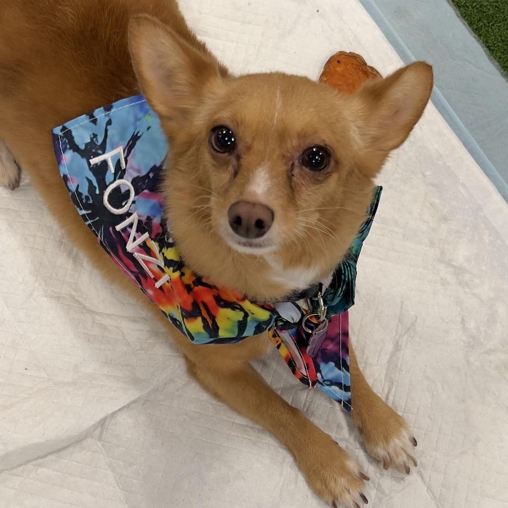 Fonzie, a Adoptable mixed breed in Phoenix, AZ image 3/6