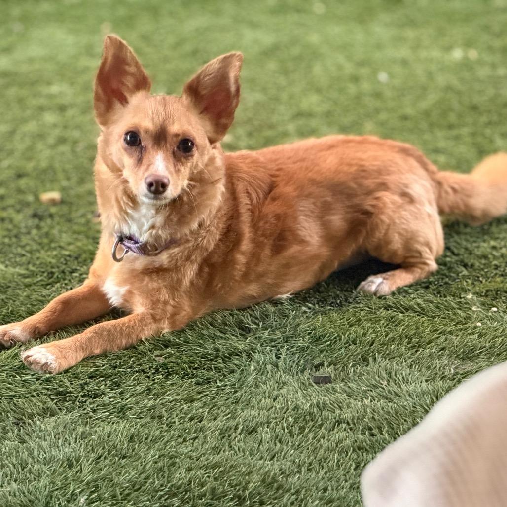 Enlarge Fonzie, a Adoptable mixed breed in Phoenix, AZ image 4/6