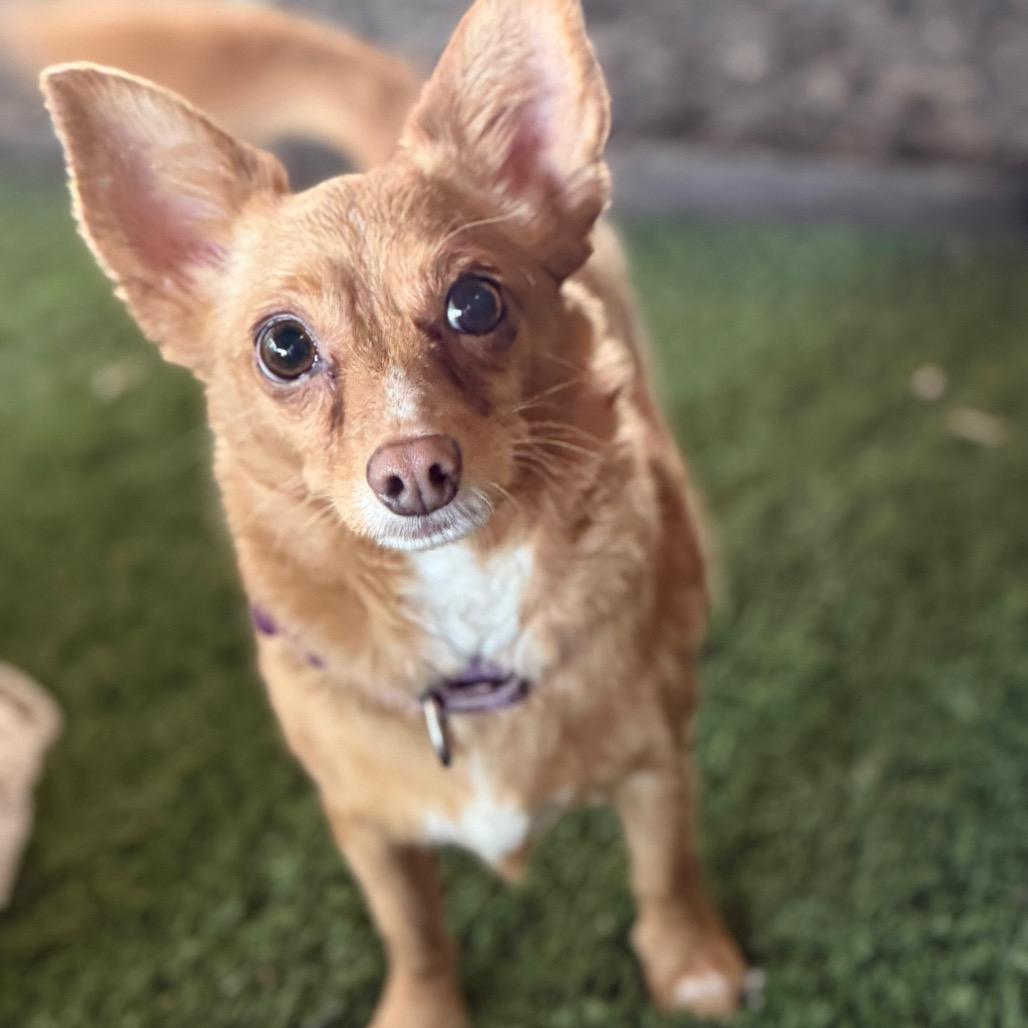 Enlarge Fonzie, a Adoptable mixed breed in Phoenix, AZ image 5/6