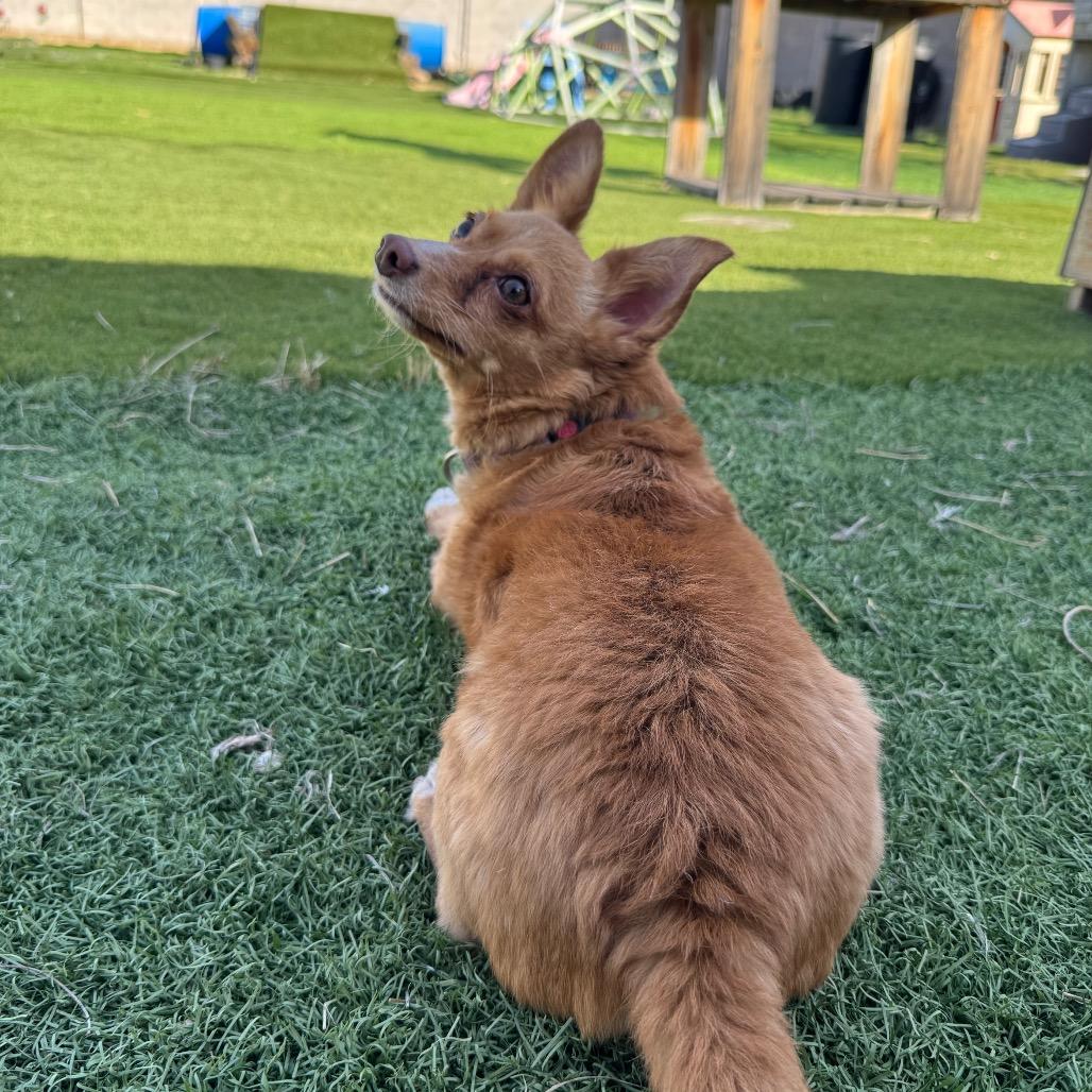 Enlarge Fonzie, a Adoptable mixed breed in Phoenix, AZ image 6/6