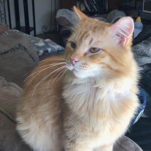 Enlarge Nubbins, a Adoptable mixed breed in Bountiful, UT image 1/4