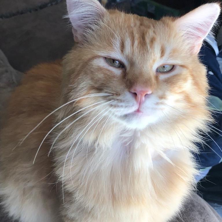 Enlarge Nubbins, a Adoptable mixed breed in Bountiful, UT image 2/4