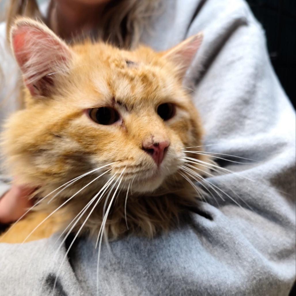Enlarge Nubbins, a Adoptable mixed breed in Bountiful, UT image 3/4
