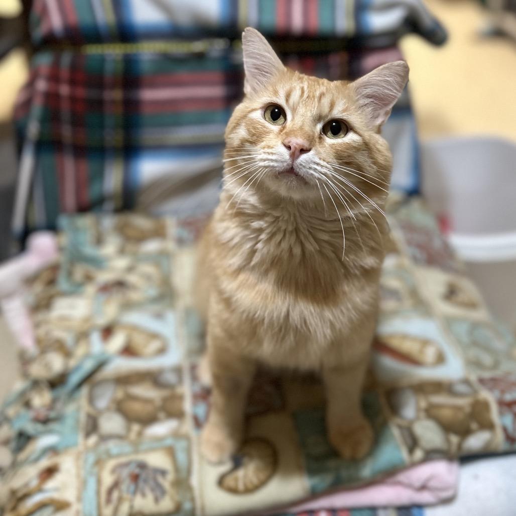 Enlarge Nubbins, a Adoptable mixed breed in Bountiful, UT image 4/5