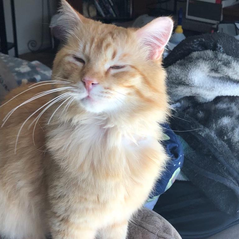 Enlarge Nubbins, a Adoptable mixed breed in Bountiful, UT image 4/4