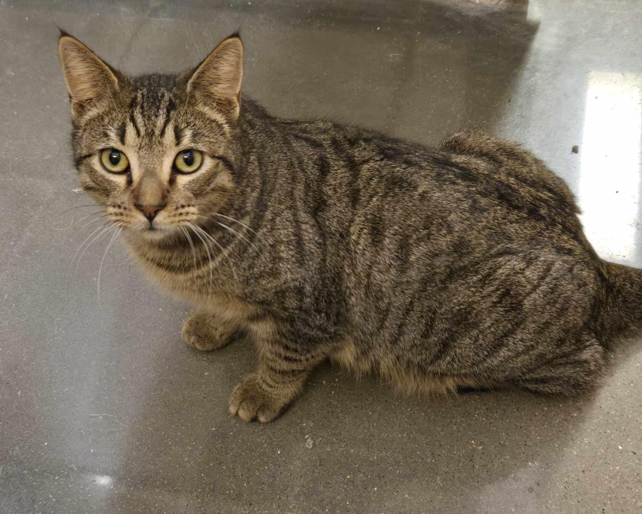 Gilley, Adoptable, Young Male Domestic Short Hair.