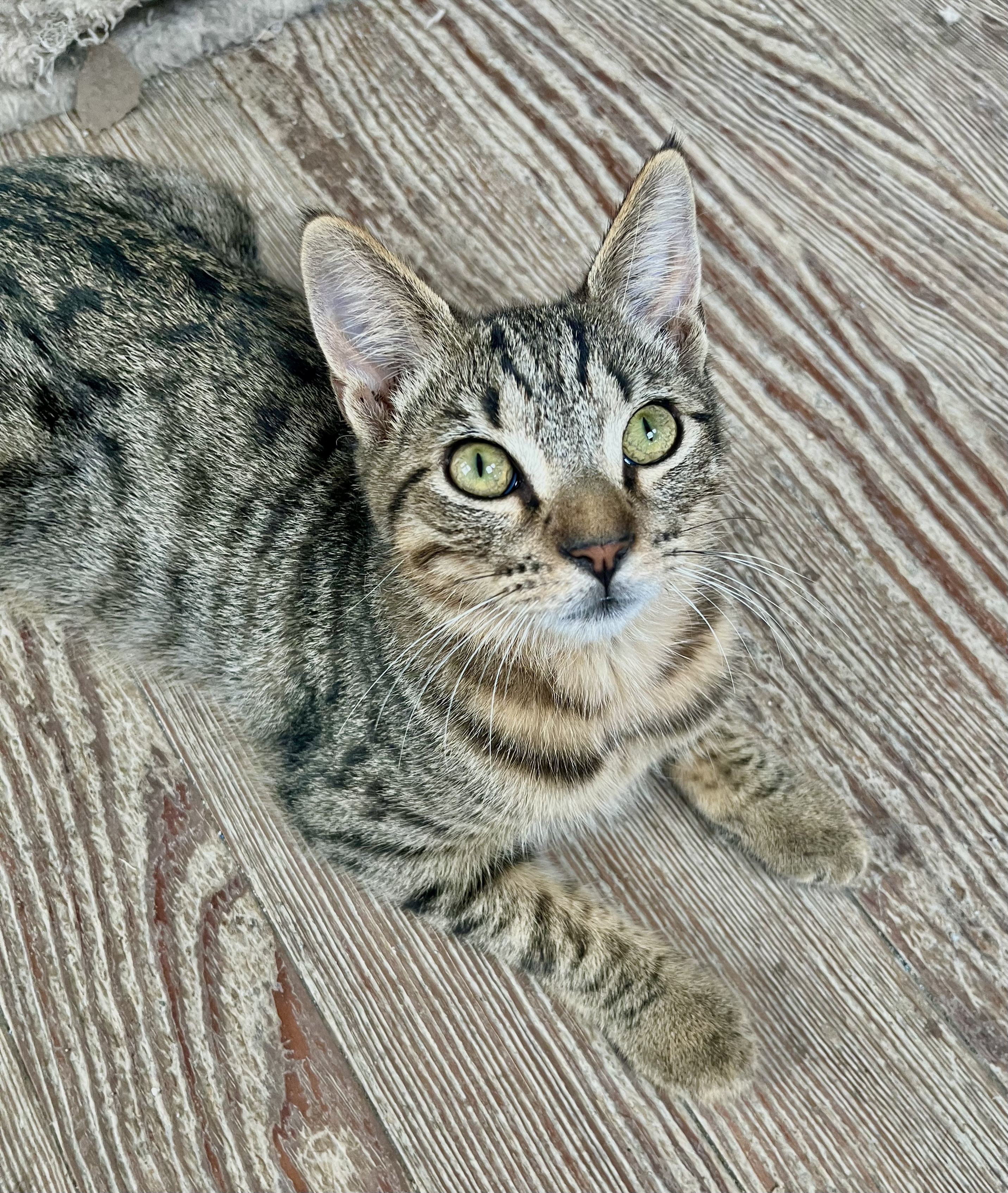 Enlarge Gilley, a Adoptable Domestic Short Hair in Shreveport, LA image 3/3