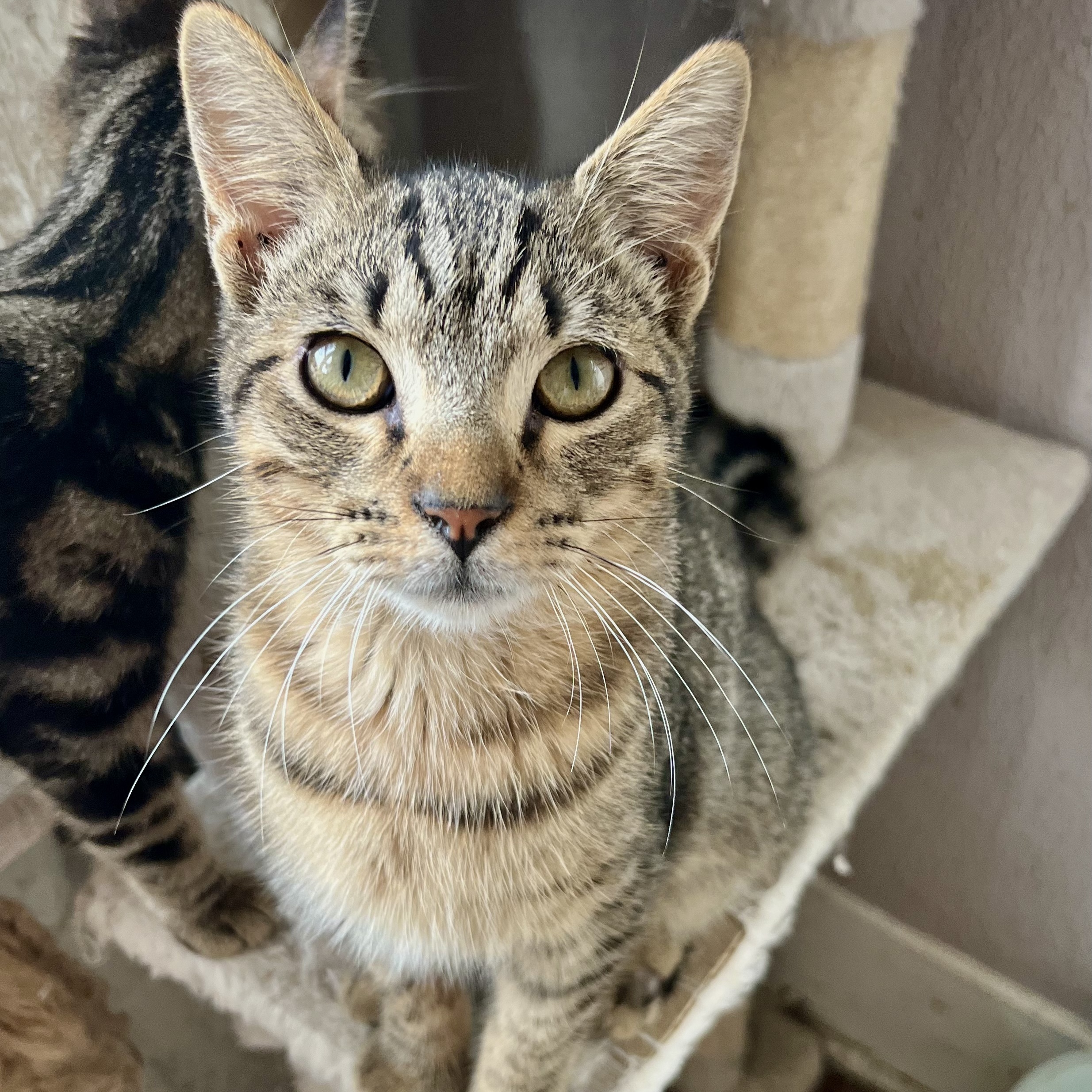 Enlarge Gilley, a Adoptable Domestic Short Hair in Shreveport, LA image 2/3