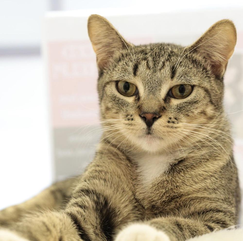 Enlarge **Cat Cafe** Fruitcake, a Adoptable Domestic Short Hair in Topeka, KS image 1/5