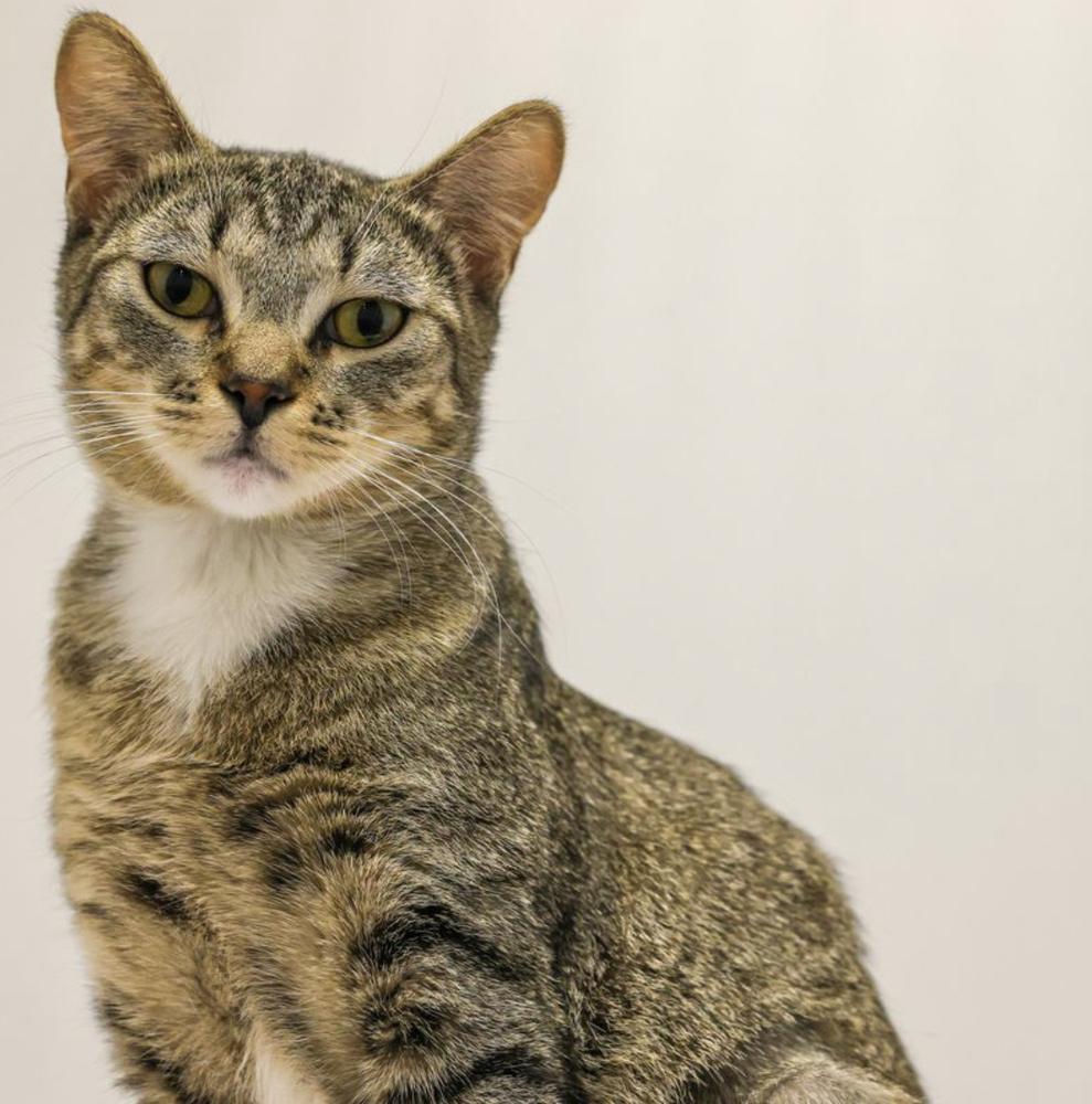 **Cat Cafe** Fruitcake, Adoptable, Young Female Domestic Short Hair.