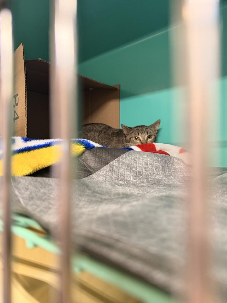 Enlarge **Cat Cafe** Fruitcake, a Adoptable Domestic Short Hair in Topeka, KS image 2/4