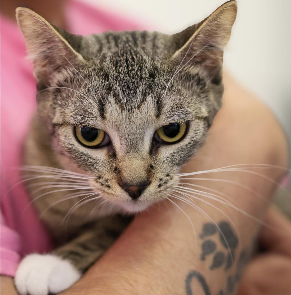 Enlarge **Cat Cafe** Fruitcake, a Adoptable Domestic Short Hair in Topeka, KS image 4/4