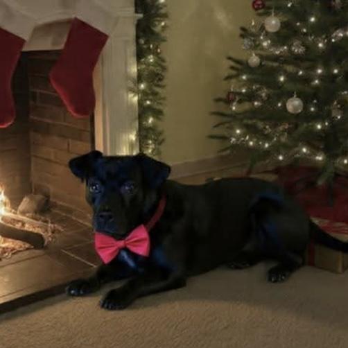 Zara, adopted, Young Female Dachshund & Patterdale Terrier / Fell Terrier.