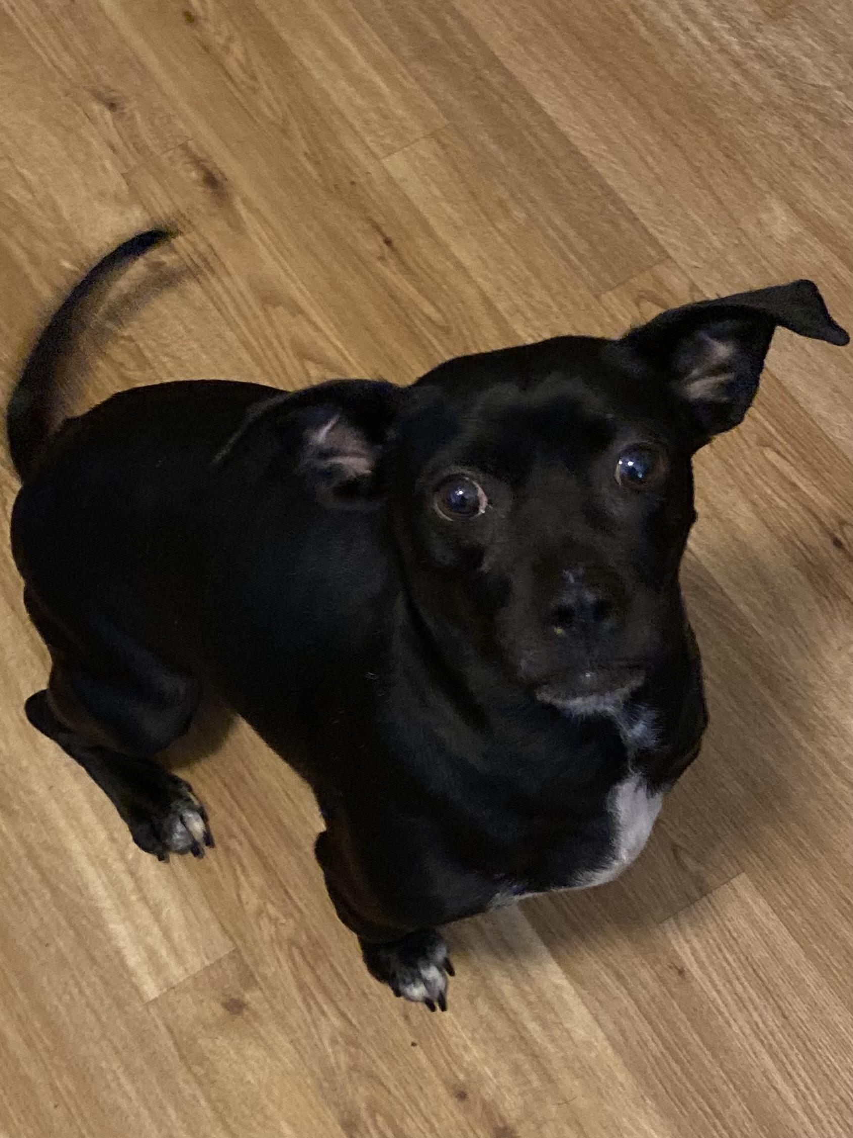 Enlarge Zara, an adopted mixed breed in Wauseon, OH image 2/4