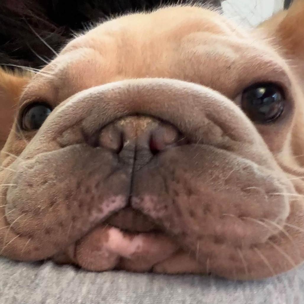 Raina, Adoptable, Adult Female French Bulldog.
