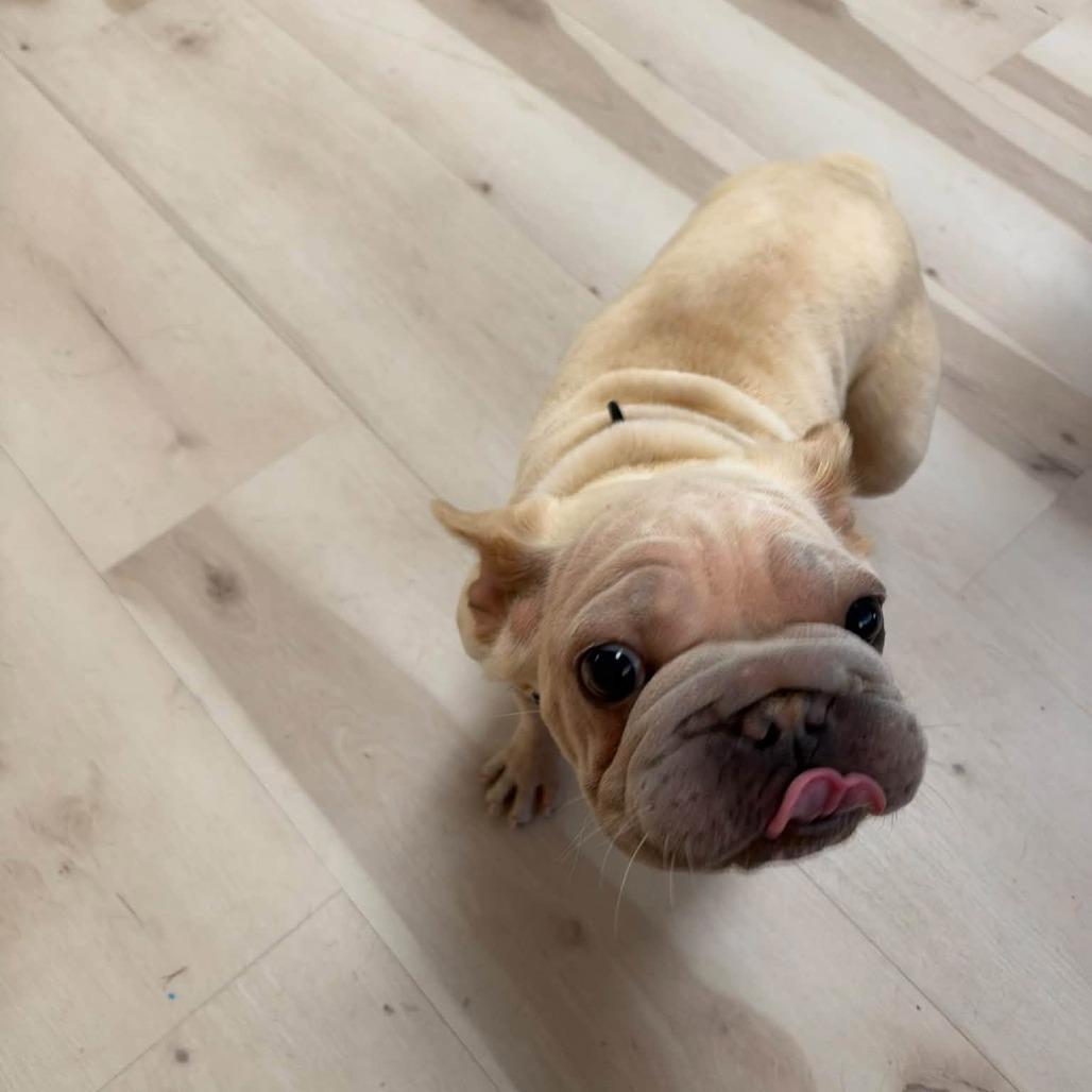 Enlarge Raina, a Adoptable French Bulldog in Huber Heights, OH image 2/5
