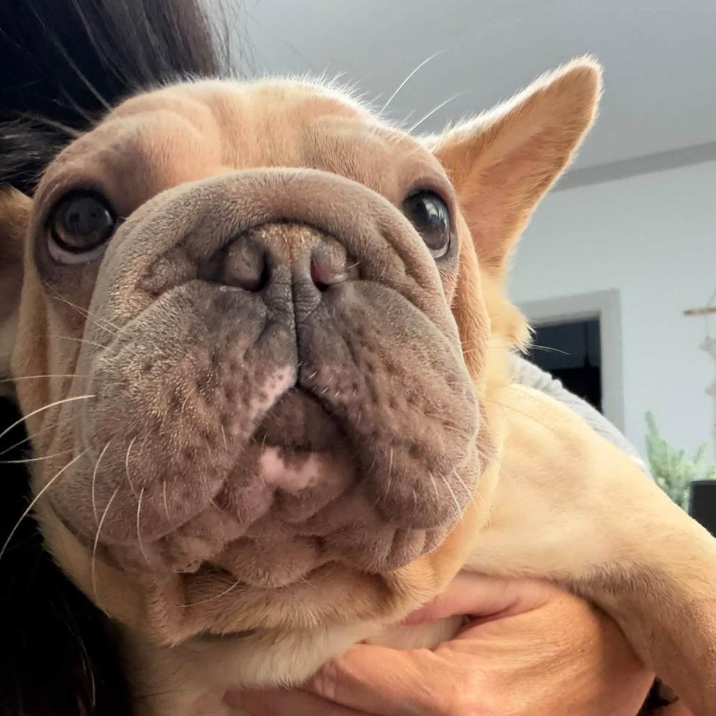 Enlarge Raina, a Adoptable French Bulldog in Huber Heights, OH image 3/5