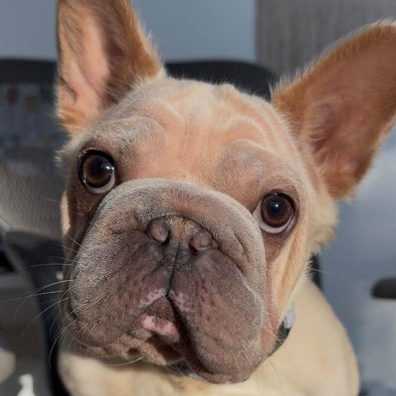 Enlarge Raina, a Adoptable French Bulldog in Huber Heights, OH image 4/5