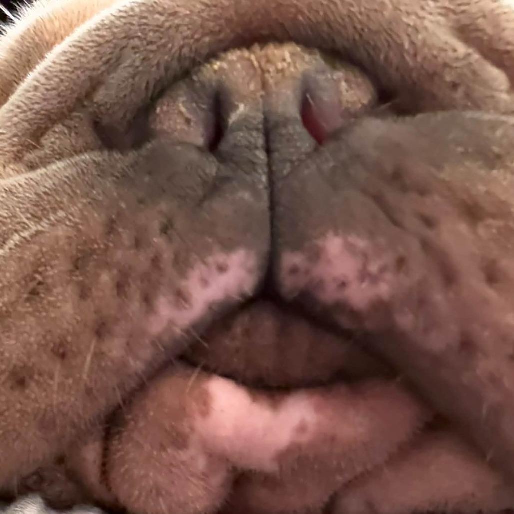 Enlarge Raina, a Adoptable French Bulldog in Huber Heights, OH image 5/5