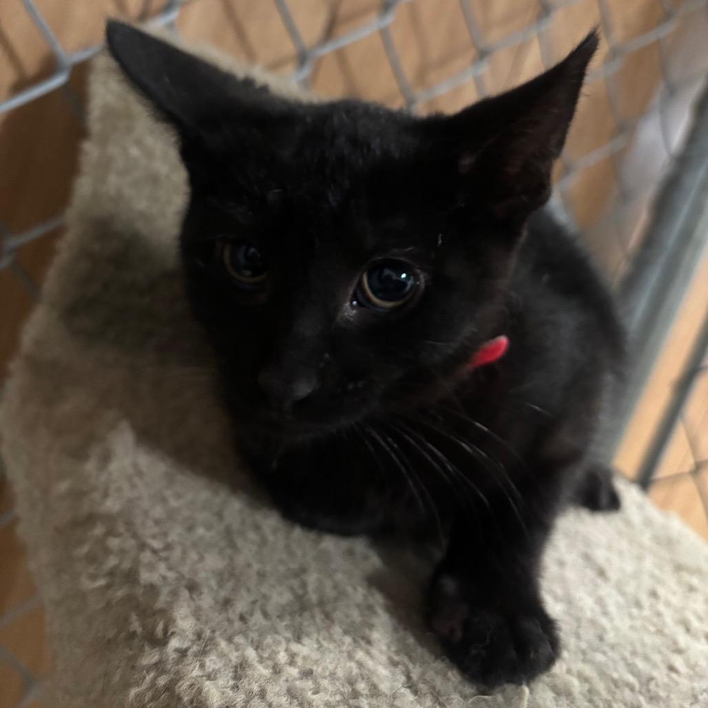 Marlowe 99C25, Adoptable, Kitten Male Domestic Short Hair & Domestic Short Hair.