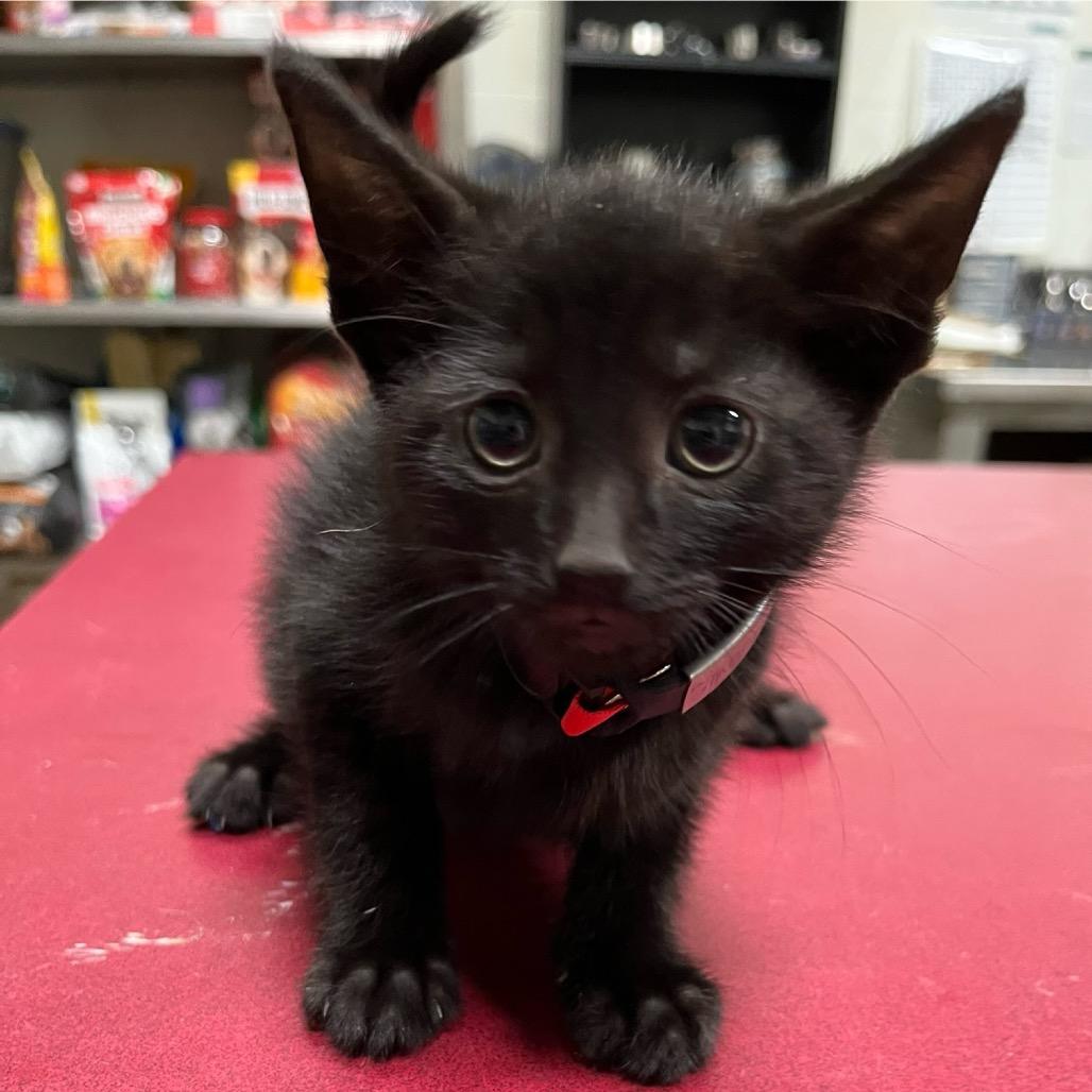 Enlarge Marlowe 99C25, a Adoptable mixed breed in Napoleon, OH image 2/2