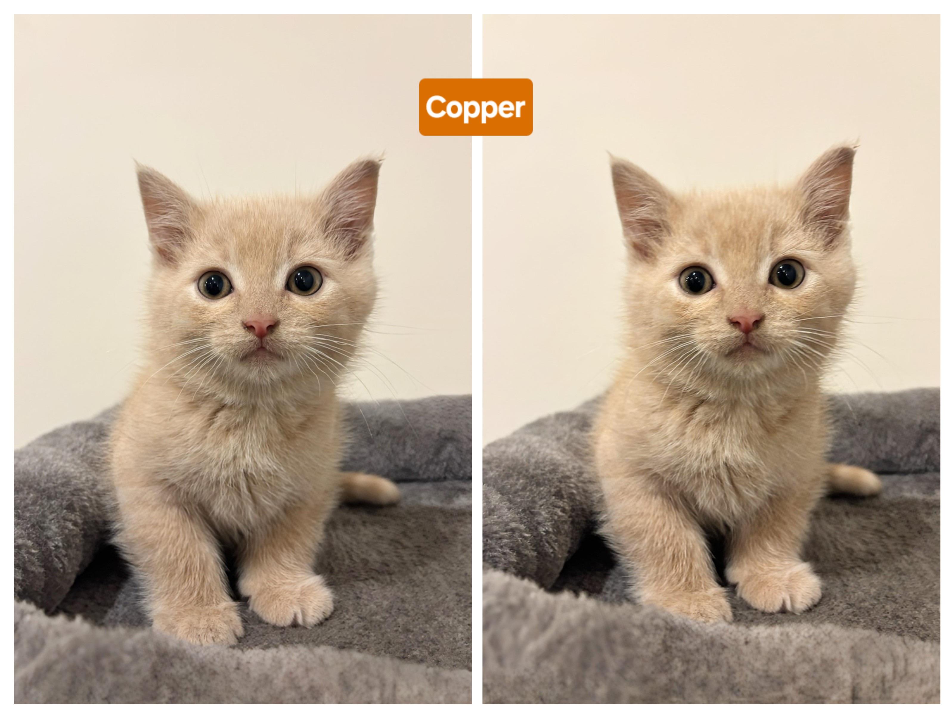 Copper, Adopted, Young Male Domestic Short Hair.