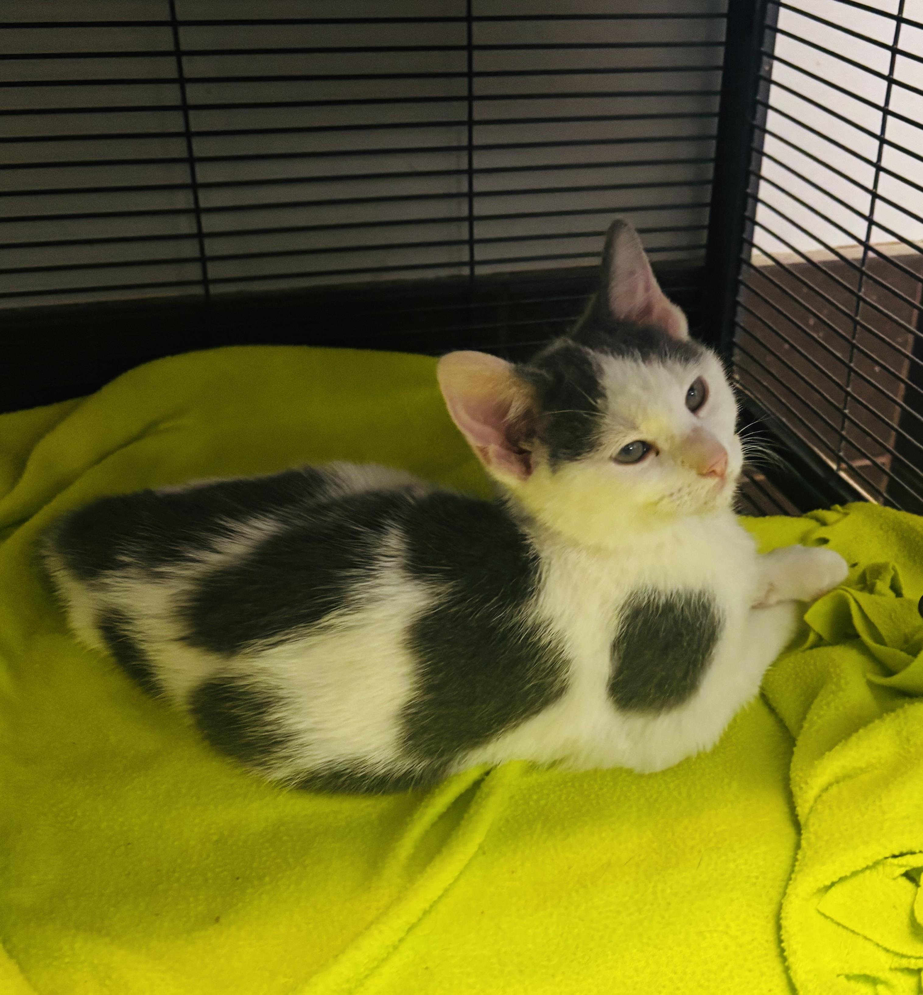 Rascal, ADOPTABLE, Kitten Male Domestic Short Hair.