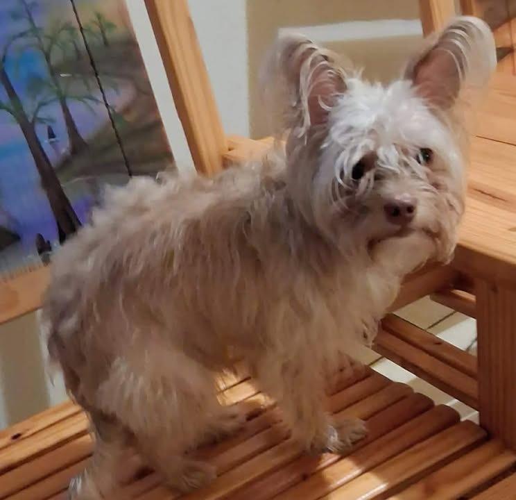 Charlie, Adoptable, Adult Male Cairn Terrier.