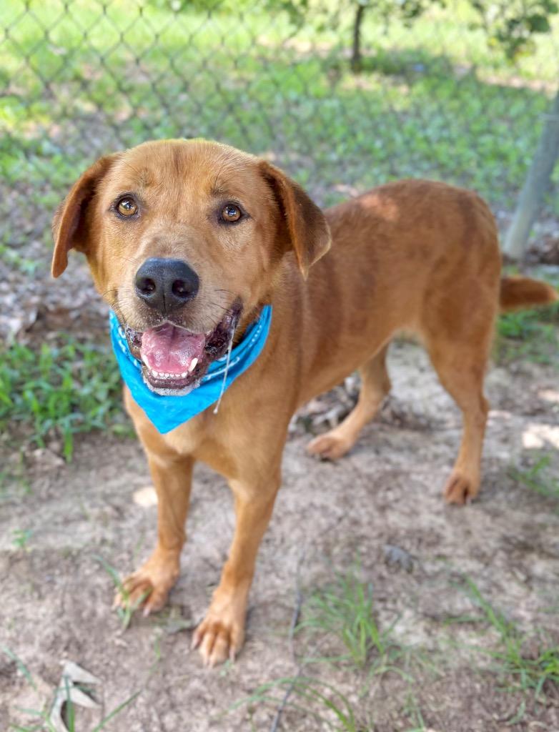 Diego, Adoptable, Adult Male Labrador Retriever.