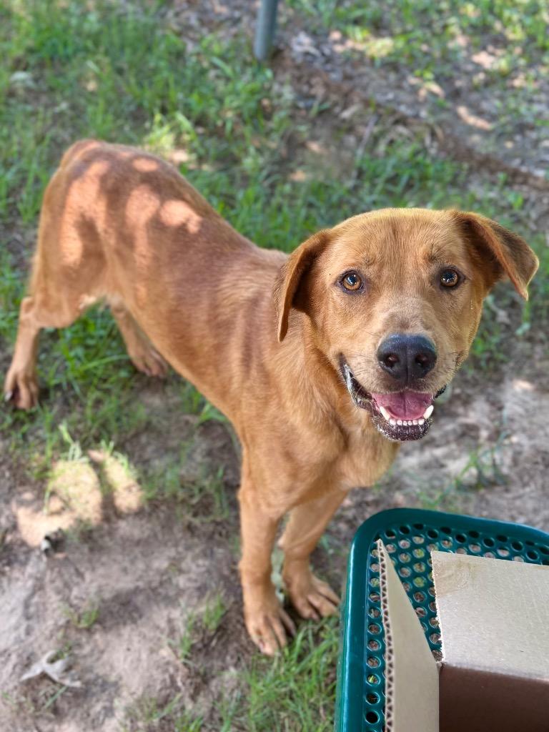 Enlarge Diego, a Adoptable mixed breed in Nacogdoches, TX image 2/5