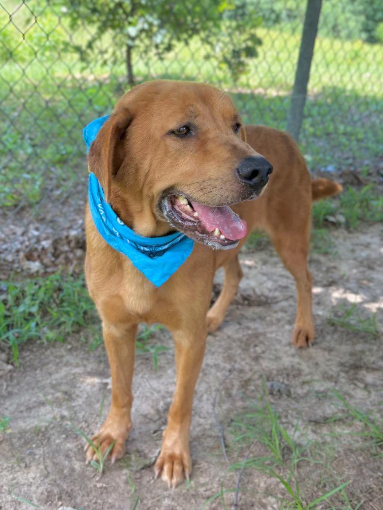 Enlarge Diego, a Adoptable mixed breed in Nacogdoches, TX image 3/5